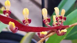 Bulbophyllum falcatum buffo [upl. by Atilrak]