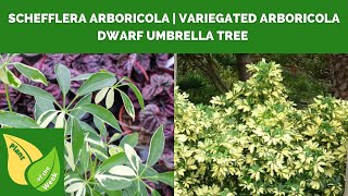 Schefflera arboricola  Variegated Arboricola  Dwarf Umbrella Tree [upl. by Blank]