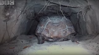 Attenborough The Wonders of Tortoise Tunnel  BBC [upl. by Crandell]