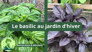 Le basilic bio au jardin potager permaculture l’hiver 🌿 [upl. by Alius]