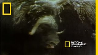 Musk Oxen vs Arctic Wolves  National Geographic [upl. by Enimajneb]