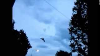 Pipistrelli volo rallentato Bats slow flight [upl. by Karub533]