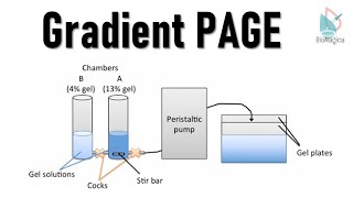 Gradient PAGE Polyacrylamide gel electrophoresis II Protein Electrophoresis [upl. by Primaveras]