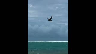 Puerto Morelos Reef National Park the morning after hurricane Beryl pelican pelicandiving [upl. by Aicissej]