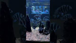 Humphead cichlid fish 🐋🐬fishtanks bettafish bettafishtanks aquariumchannel fishing fish [upl. by Iilek]