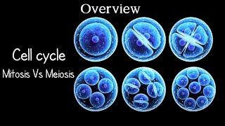 ✓Cell Cycle  Mitosis and Meiosis [upl. by Regdor]