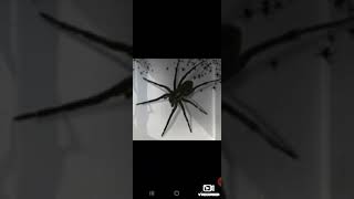 Giant Enemy Spider 1Hour [upl. by Carola]