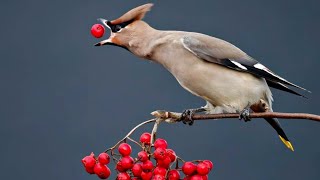 Bohemian Waxwing [upl. by Ttcos448]