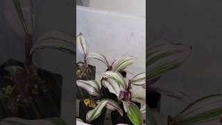 Watering tradescantia cutting after potting on soil indoorplantscare houseplants propagation [upl. by Ilojne]