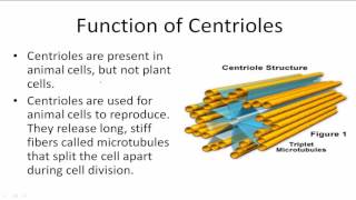 Function of Centrioles [upl. by Mano697]