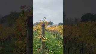 Vineyard during autumn shortsfeed vineyard lifeautumnwalk autumnwalk nature explore healthy [upl. by Bayly]