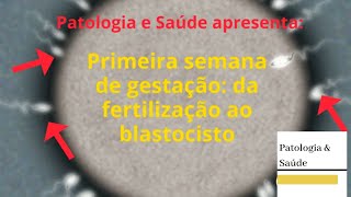 Primeira semana do desenvolvimento  da fertilização ao blastocisto [upl. by Jenn]