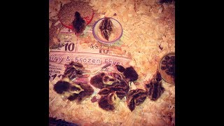 How to Care For Day Old Quail Chicks 5 Simple Steps [upl. by Darya617]