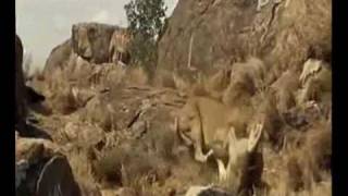 awesome lioness fight [upl. by Bunce]