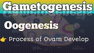 Oogenesis Process In Detail  Process of Ovam Develop in Hindi [upl. by Mcallister]