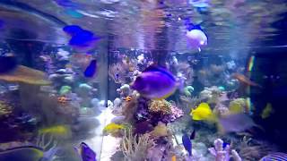 Coral Reef Aquarium Feeding Frenzy  Overstocked [upl. by Harak]