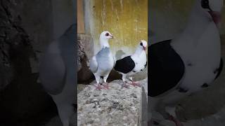 Franconian pigeons breeder pair [upl. by Tor]