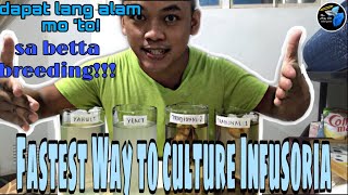 Live Foods Infusoria Culture in 24 hours  Newbies Guide for betta keeping  Taglish [upl. by Ettezzus]