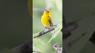 Prothonotary warbler singing shorts [upl. by Karlyn314]