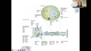 Sopnia Curso Actualización en Enfermedades Neuromusculares Capitulo 7 [upl. by Airla]