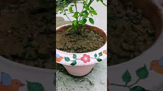 Tulsi plant 😍 plants gardening garden holybasil containergardening tulsi trending [upl. by Oinotnas]