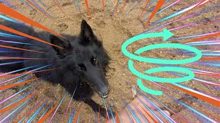 Groenendael Dog Gets Zoomies at Dinner Time [upl. by Aldred]