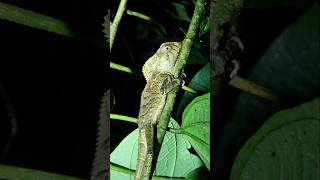 Basilisk lizard 🇨🇷 Costa Rica [upl. by Darwen]