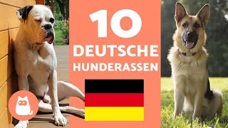 Die 10 beliebtesten DEUTSCHEN HUNDERASSEN  Hunde deutscher Herkunft [upl. by Blancha]