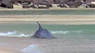 Hydroplaning Dolphins  Planet Earth  BBC Studios [upl. by Shaia]