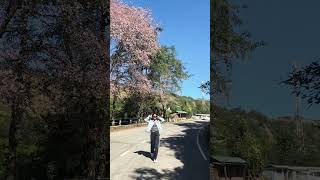 Enjoy the cherryblossomseason at cherry blossom festival Shillong shortsvideo shortsfeed [upl. by Ahsercel]