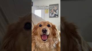 My dog needs a phone 😔 ilovemydog doglovers animallover petparent doglife funnydogvideos dog [upl. by Kylah]