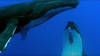 Two Beautiful Humpback Whales Dance  Animal Attraction  BBC Earth [upl. by Standley443]