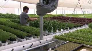 Herbs from Rolling Hills Greenhouse West Union Iowa [upl. by Nesyrb]