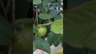 Guavas in my terrace garden fruit shorts [upl. by Asset232]