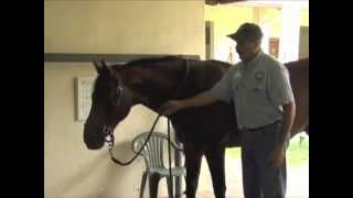 Horse Massage Release Tension in the NeckShouldersWithers Junction [upl. by Shandra]