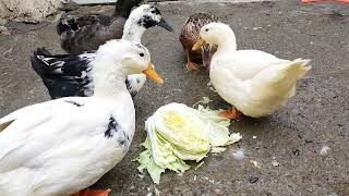 Black Duckys Friends Eating Napa Cabbage  Full Video [upl. by Natalia]