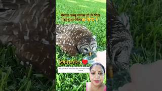 Bechara ullu ghayal ho k gira pda 😥🥹🙏 shorts shortsfeed animals [upl. by Eran28]