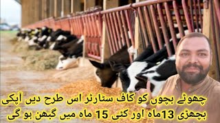 Calf starter  کاف سٹارٹر  Animal Informer TV [upl. by Qifar564]