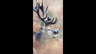 A deer with a bird on its head 🐥🐥🦌 deer deer birds viralshort [upl. by Marr]