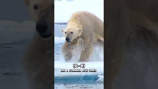 Grizzly Bear VS Polar Bear With Proofs [upl. by Tannie]