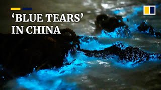 China’s luminous ‘blue tears’ are actually a tipoff to unhealthy oceans [upl. by Senalda]