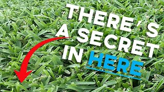 The SECRET To Green St Augustine Grass [upl. by Breech]