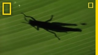 Anolis Lizard Love  National Geographic [upl. by Mable118]