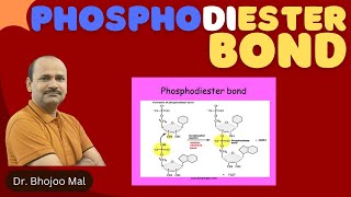 Phosphodiester bond  by Dr Bhojoo Mal [upl. by Ayim777]