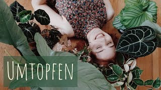 Pflanzen Vlog🌿2  Ableger Update  Ebay Pflanzen  Richtig Umtopfen [upl. by Web]