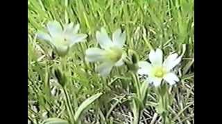 North Dakota Prairie Wildflowers and bird calls Pt 1 [upl. by Ahsieyk]