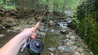 1 Year YouTube Anniversary Small Stream Fly Fishing for Trout [upl. by Menides]