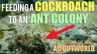 Feeding a Cockroach to an Ant Colony  New AC Outworlds [upl. by Puett]