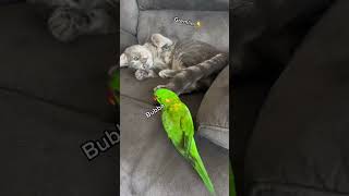 Cat and bird 🦜🐈foryou catfunny cats catvideos birds [upl. by Anead]