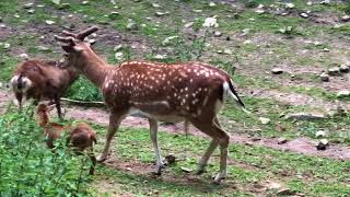 Wildpark Brudergrund in Erbach Odenwald Video 3 [upl. by Torey575]